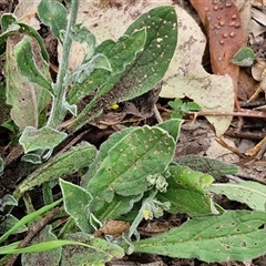 Hackelia suaveolens at Bungonia, NSW - 17 Nov 2024