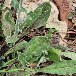 Hackelia suaveolens at Bungonia, NSW - 17 Nov 2024