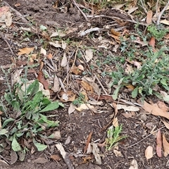 Hackelia suaveolens at Bungonia, NSW - 17 Nov 2024