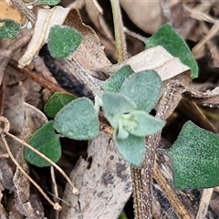 Chenopodium desertorum at Bungonia, NSW - 17 Nov 2024 by trevorpreston