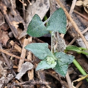 Einadia trigonos at Bungonia, NSW - 17 Nov 2024