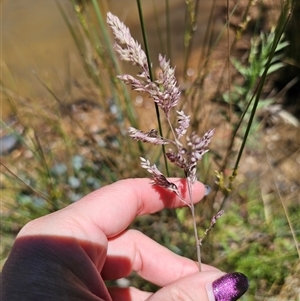 Holcus lanatus at Captains Flat, NSW - 18 Nov 2024 11:54 AM