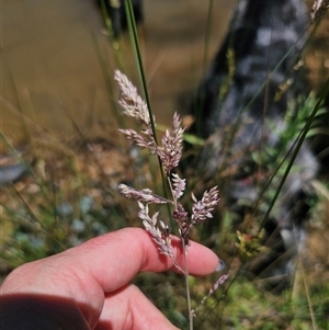 Holcus lanatus at Captains Flat, NSW - 18 Nov 2024