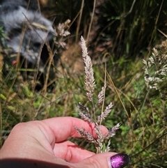 Holcus lanatus at Captains Flat, NSW - 18 Nov 2024 11:54 AM