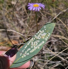 Glycaspis sp. (genus) (Unidentified sugary lerp) at Captains Flat, NSW - 18 Nov 2024 by Csteele4