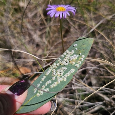 Glycaspis sp. (genus) (Unidentified sugary lerp) at Captains Flat, NSW - 18 Nov 2024 by Csteele4