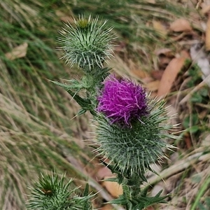 Cirsium vulgare at Bungonia, NSW - 17 Nov 2024