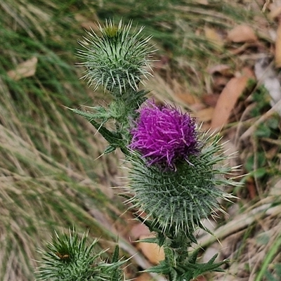 Cirsium vulgare (Spear Thistle) at Bungonia, NSW - 17 Nov 2024 by trevorpreston