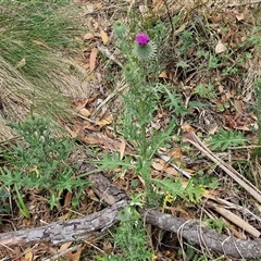 Cirsium vulgare at Bungonia, NSW - 17 Nov 2024