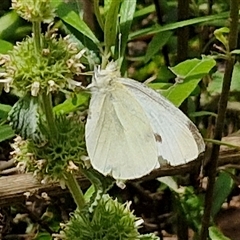 Pieris rapae (Cabbage White) at Bungonia, NSW - 17 Nov 2024 by trevorpreston