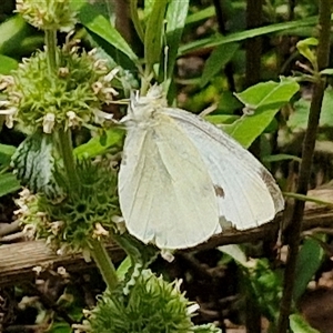 Pieris rapae (Cabbage White) at Bungonia, NSW by trevorpreston