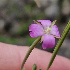 Epilobium billardiereanum subsp. cinereum (Hairy Willow Herb) at Bungonia, NSW - 17 Nov 2024 by trevorpreston