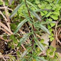 Epilobium billardiereanum subsp. cinereum at Bungonia, NSW - 17 Nov 2024