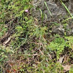 Epilobium billardiereanum subsp. cinereum at Bungonia, NSW - 17 Nov 2024 12:05 PM