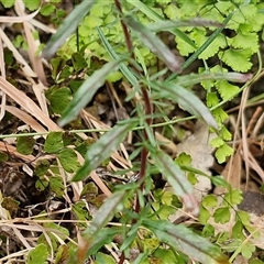 Epilobium billardiereanum subsp. cinereum at Bungonia, NSW - 17 Nov 2024 12:05 PM