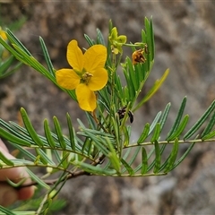 Senna aciphylla (Sprawling Cassia) at Bungonia, NSW - 17 Nov 2024 by trevorpreston