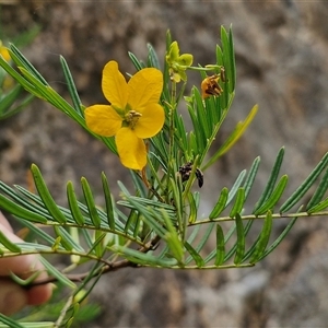 Senna aciphylla at Bungonia, NSW - 17 Nov 2024 12:05 PM