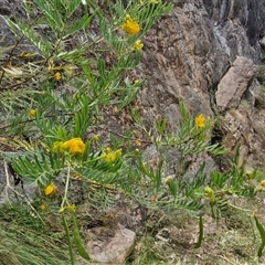 Senna aciphylla at Bungonia, NSW - 17 Nov 2024 12:05 PM