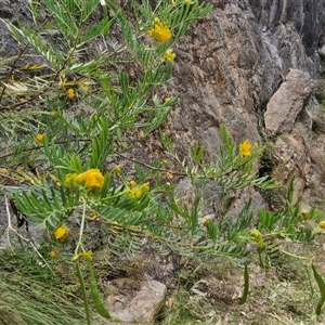 Senna aciphylla at Bungonia, NSW - 17 Nov 2024