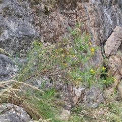 Senna aciphylla at Bungonia, NSW - 17 Nov 2024