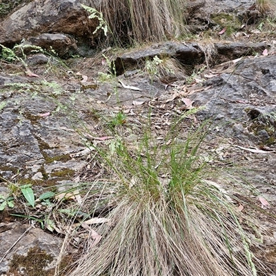 Poa sieberiana (Poa Tussock) at Bungonia, NSW - 17 Nov 2024 by trevorpreston