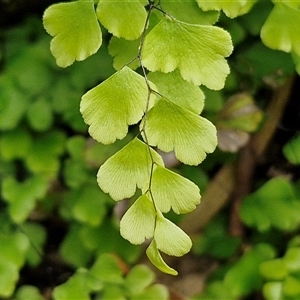 Adiantum aethiopicum at Bungonia, NSW - suppressed