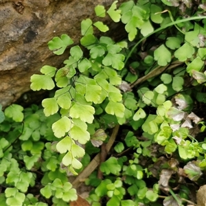 Adiantum aethiopicum at Bungonia, NSW - 17 Nov 2024