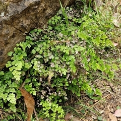 Adiantum aethiopicum at Bungonia, NSW - suppressed