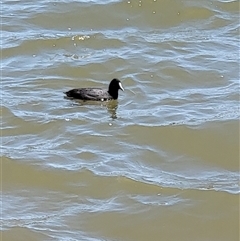 Fulica atra (Eurasian Coot) at Nicholls, ACT - 18 Nov 2024 by psylence