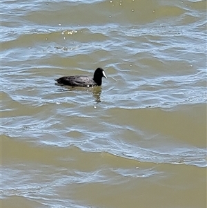 Fulica atra at Nicholls, ACT - 18 Nov 2024