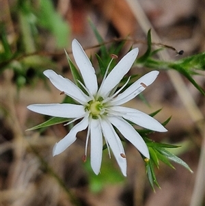 Stellaria pungens at Bungonia, NSW - 17 Nov 2024 12:02 PM