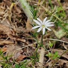 Stellaria pungens at Bungonia, NSW - 17 Nov 2024 12:02 PM