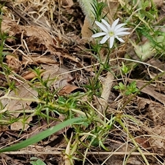 Stellaria pungens at Bungonia, NSW - 17 Nov 2024 12:02 PM