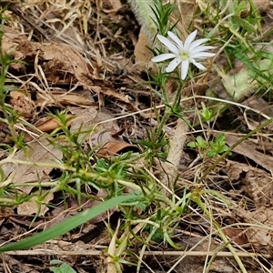 Stellaria pungens at Bungonia, NSW - 17 Nov 2024 12:02 PM