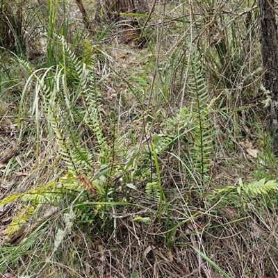 Pellaea falcata (Sickle Fern) at Bungonia, NSW - 17 Nov 2024 by trevorpreston