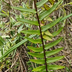 Pellaea falcata at Bungonia, NSW - suppressed