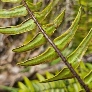 Pellaea falcata at Bungonia, NSW - suppressed