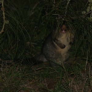 Trichosurus vulpecula at Freshwater Creek, VIC - 5 Nov 2024