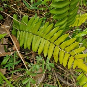 Pellaea falcata (Sickle Fern) at Bungonia, NSW by trevorpreston