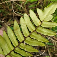 Pellaea falcata at Bungonia, NSW - suppressed