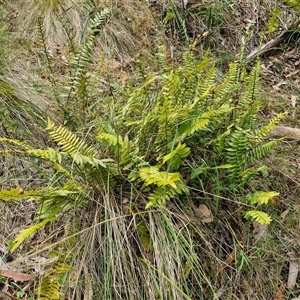 Pellaea falcata at Bungonia, NSW - suppressed