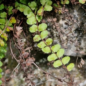 Asplenium flabellifolium at Bungonia, NSW - 17 Nov 2024