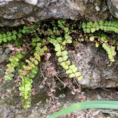 Asplenium flabellifolium at Bungonia, NSW - 17 Nov 2024 12:00 PM