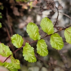 Asplenium flabellifolium at Bungonia, NSW - 17 Nov 2024 12:00 PM