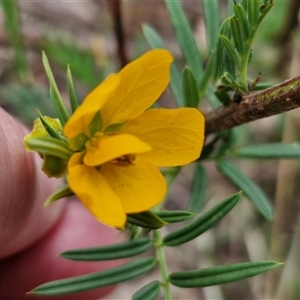 Senna aciphylla at Bungonia, NSW - 17 Nov 2024