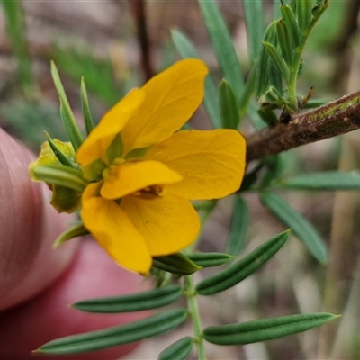 Senna aciphylla (Sprawling Cassia) at Bungonia, NSW - 17 Nov 2024 by trevorpreston