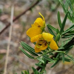 Senna aciphylla at Bungonia, NSW - 17 Nov 2024