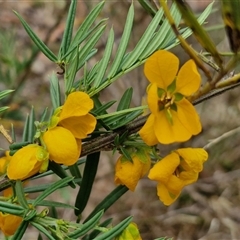 Senna aciphylla at Bungonia, NSW - 17 Nov 2024