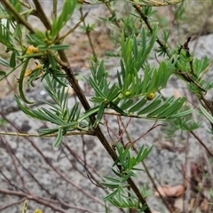 Senna aciphylla at Bungonia, NSW - 17 Nov 2024 11:55 AM