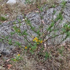 Senna aciphylla at Bungonia, NSW - 17 Nov 2024